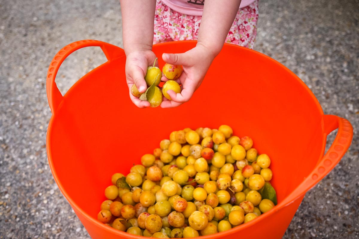 Sensomoto-Les-Fruits-du-Voisin-05