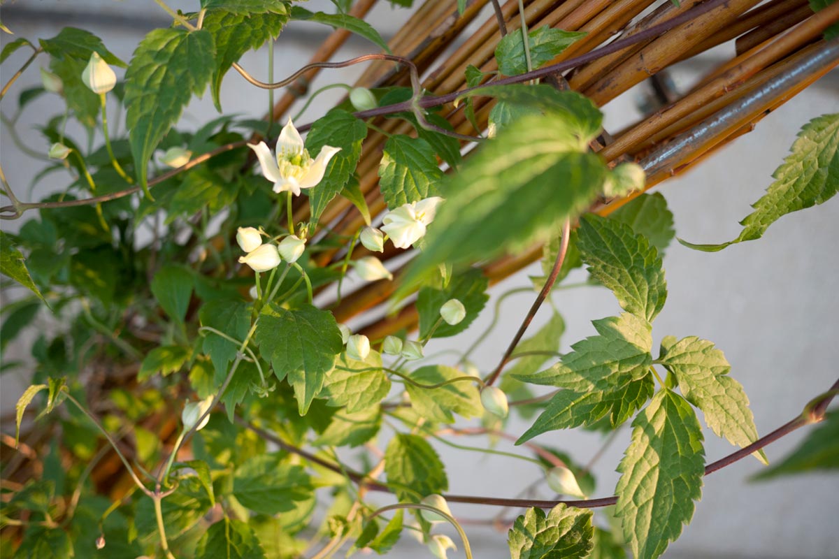 Sensomoto-Nid-vegetal-05